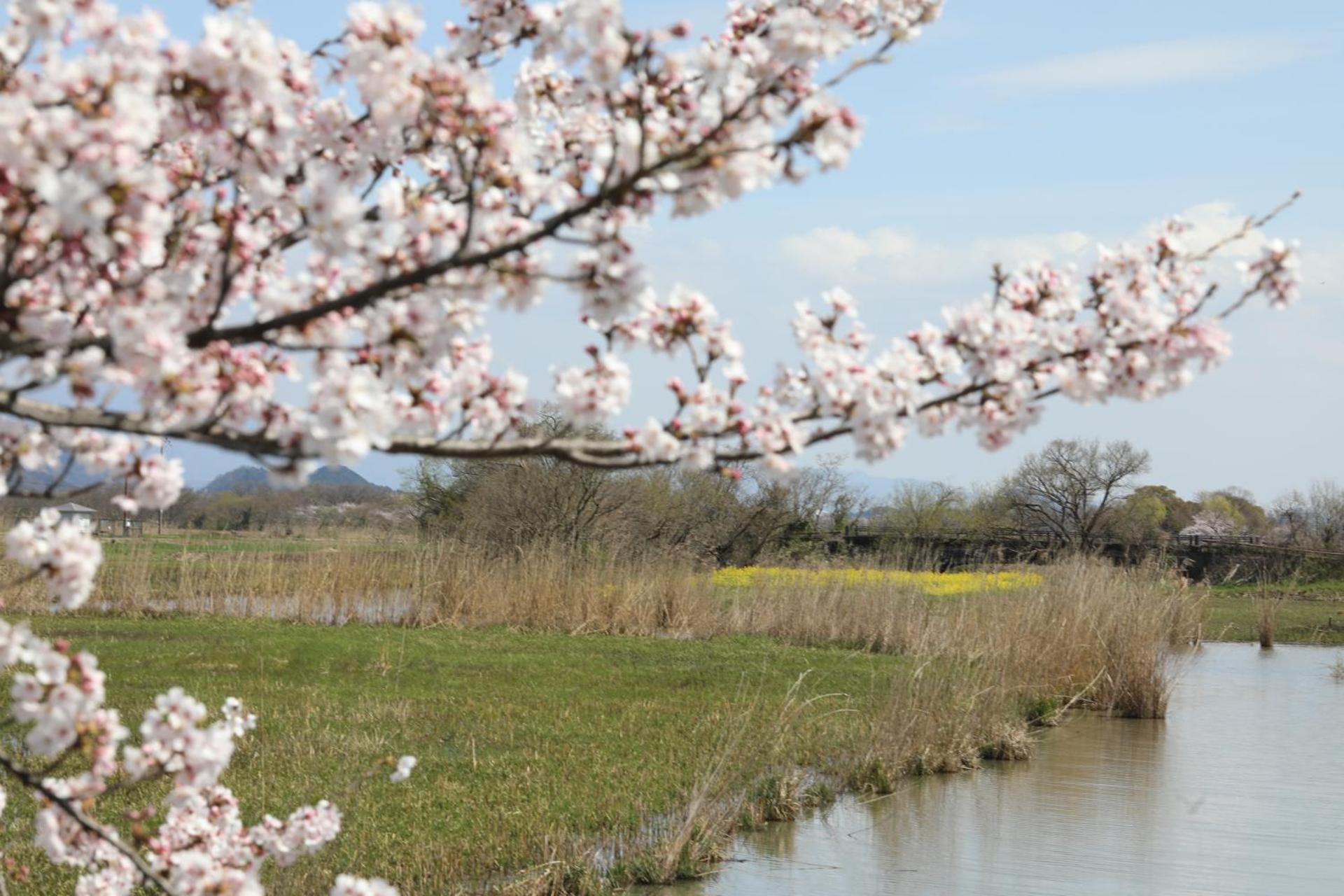ゲストハウス桜 Guest House Sakura 便利な立地 貸し切り Omihachiman Exterior foto